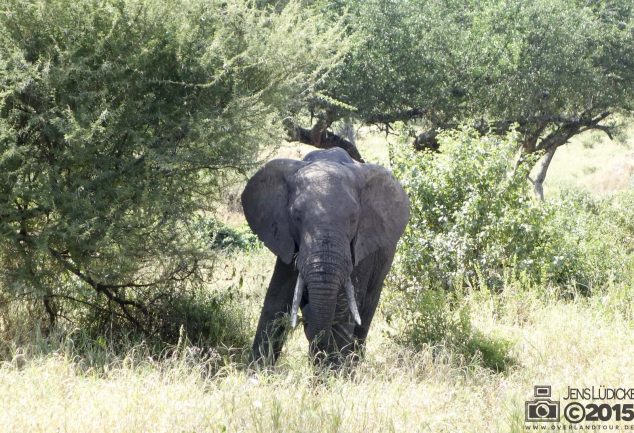 Tarangire Nationalpark