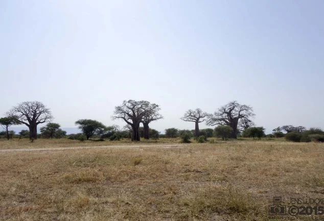 Tarangire Nationalpark