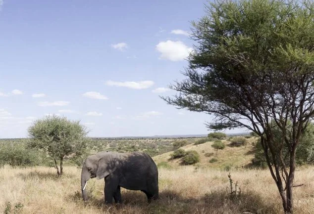 Tarangire Nationalpark
