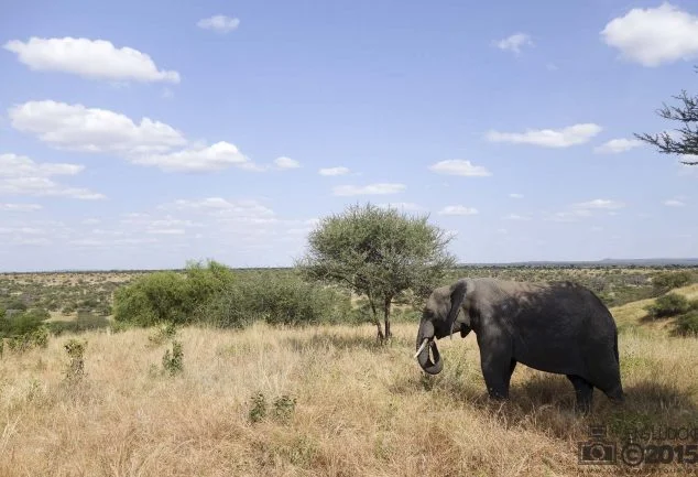 Tarangire Nationalpark