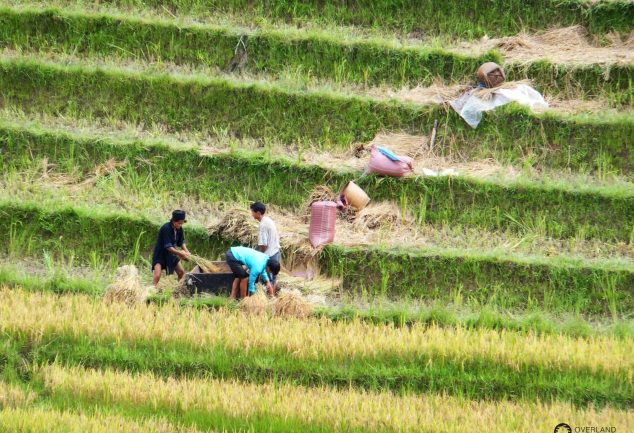 Die Reisfelder von Sa Pa