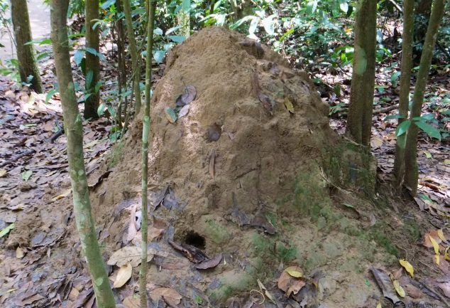 cu_chi_tunnel_vietnam_010