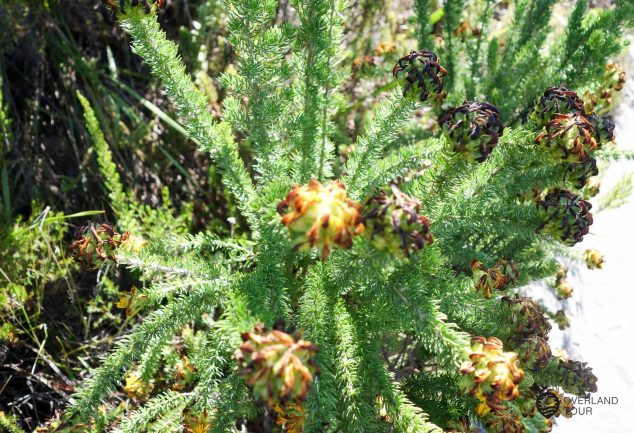 Skeleton Gorge Trail - Die Tafelberg Wanderung