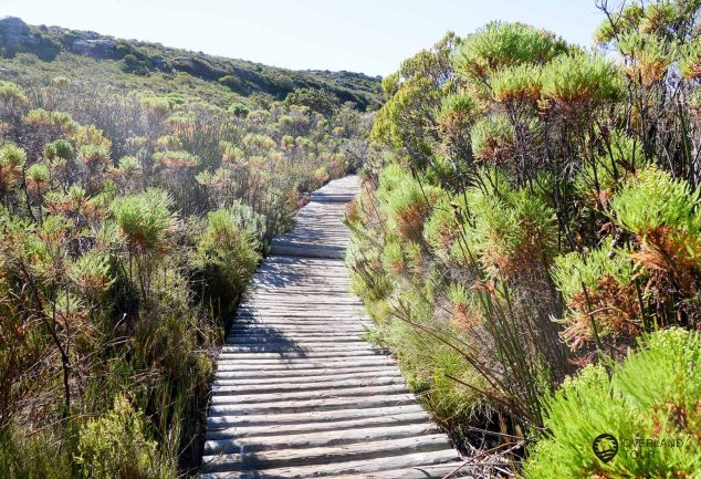 Skeleton Gorge Trail - Die Tafelberg Wanderung