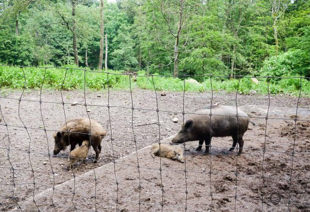 WanderMarathon durch den Westerwald