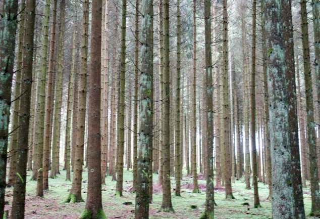WanderMarathon durch den Westerwald