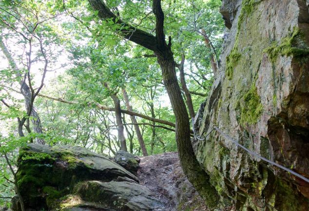 Die Baumgeister-Tour wandern ab Bingen am Rhein