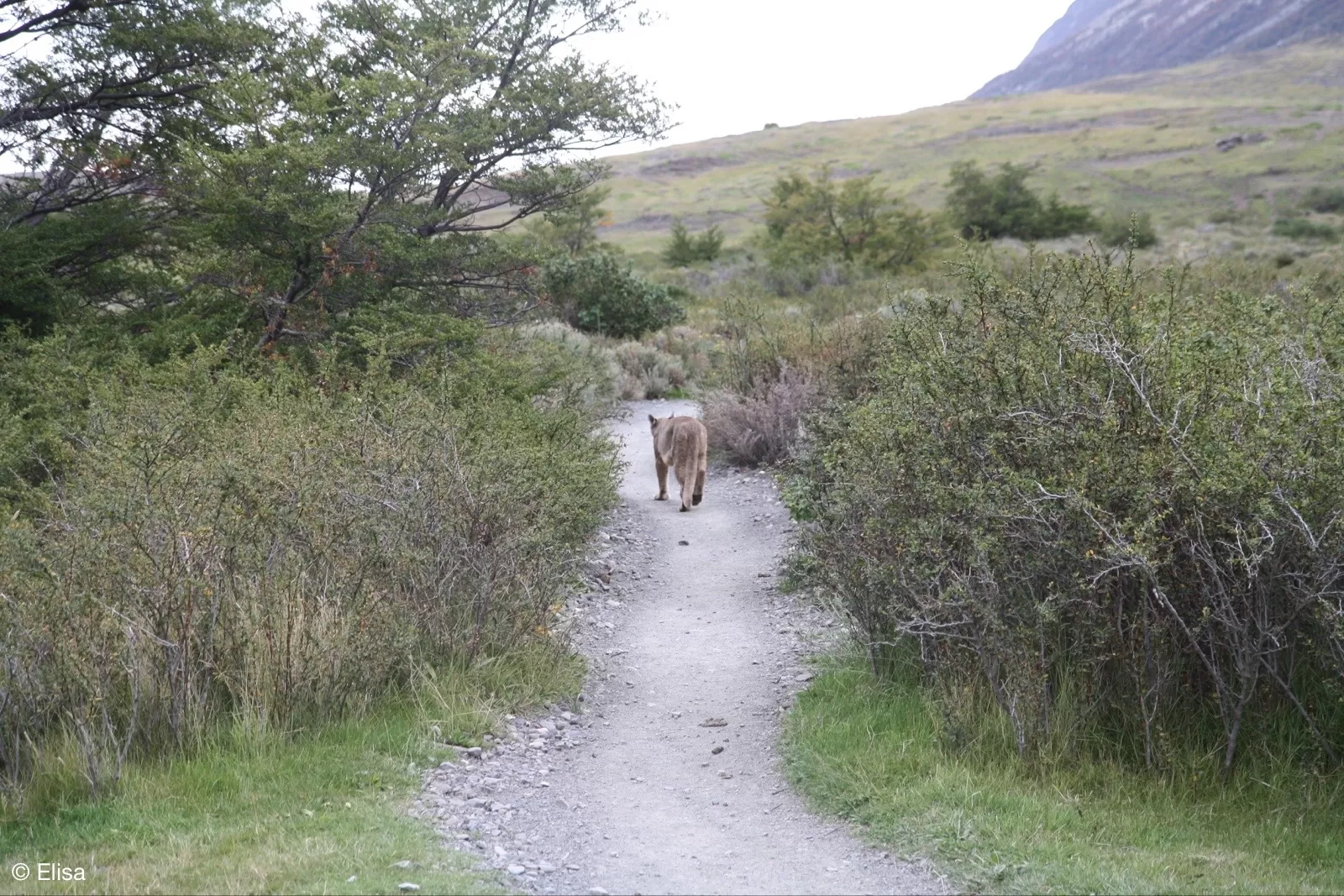 Ein PUMA! Im Torres del Paine Nationalpark Ein PUMA! Im Torres del Paine Nationalpark