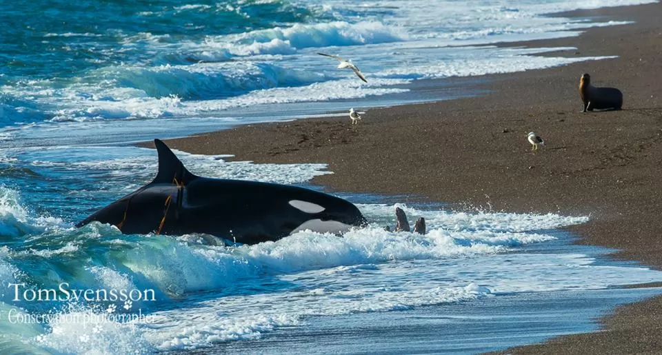 Durch absichtliches Stranden versucht der Orka das Seelöwenbaby zu fangen