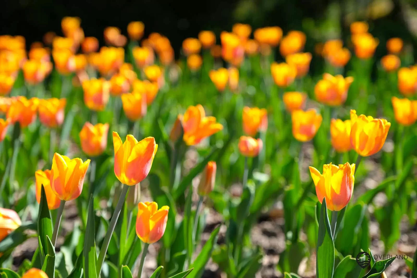 Von einheimischen Blumen bis exotischen Pflanze gibt es im Botanischen Garten