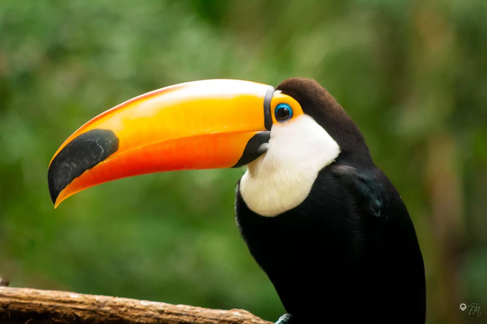 Den Tukan haben wir nicht nur im Vogelpark gesehen, sondern auch in den hohen Baumkronen der Bäume im Nationalpark! Den Tukan haben wir nicht nur im Vogelpark gesehen, sondern auch in den hohen Baumkronen der Bäume im Nationalpark!
