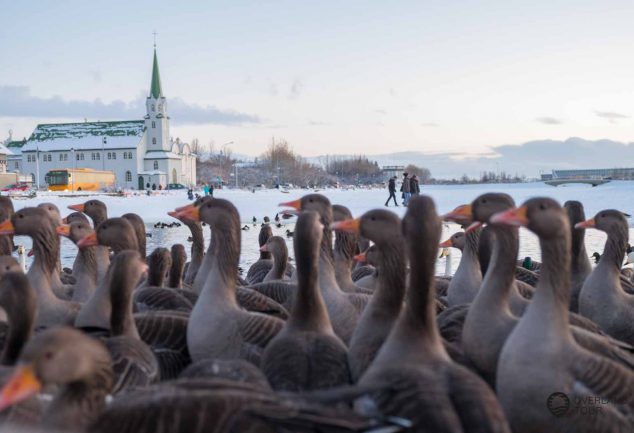 Reykjavik - Island