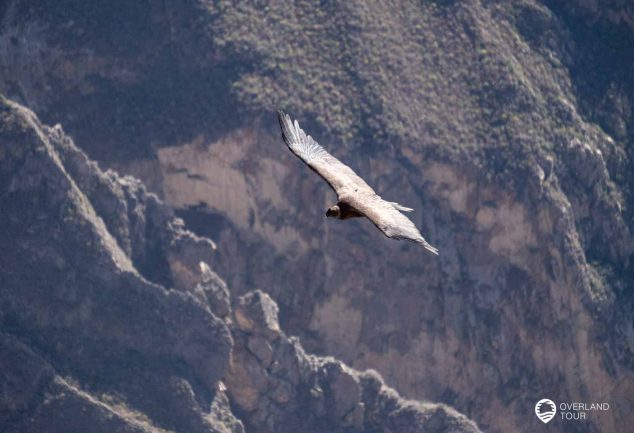 Arequipa - Der Colca Canyon, Raften und der beste Pisco Sour der Stadt