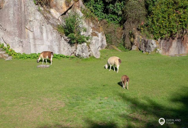 Machu Picchu – Planung, Informationen Ticket, Zugfahrt