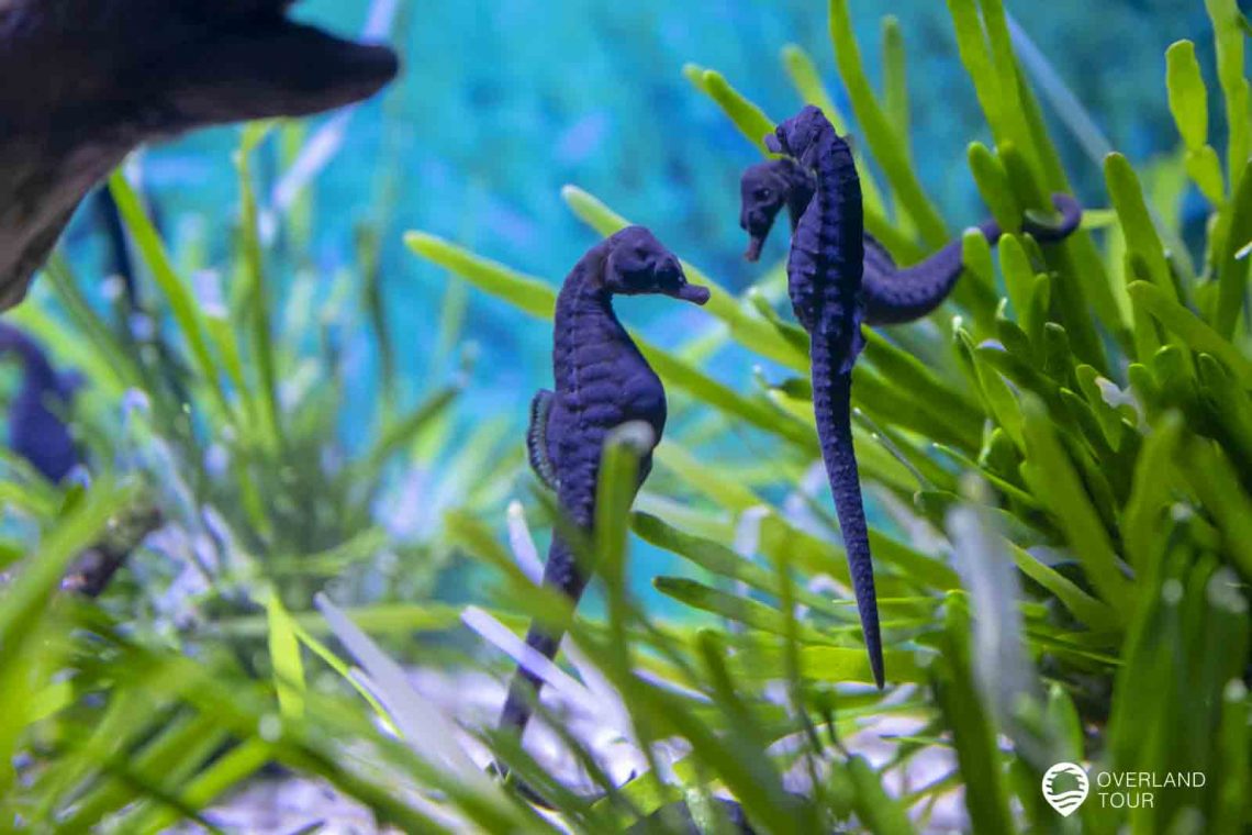 Das Two Oceans Aquarium in Kapstadt an der V&A Waterfront