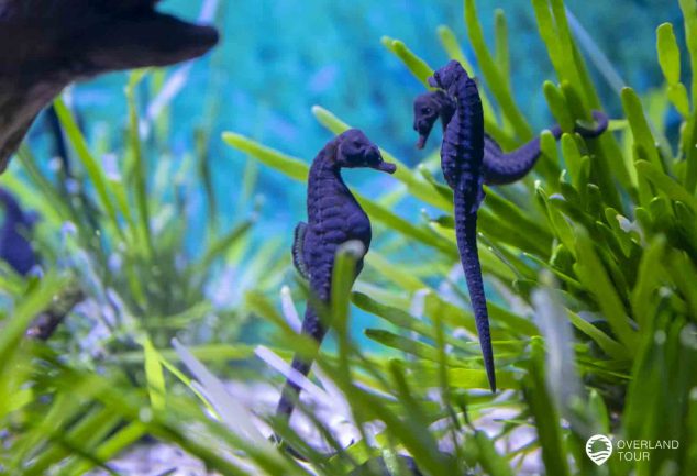 Das Two Oceans Aquarium in Kapstadt an der V&A Waterfront