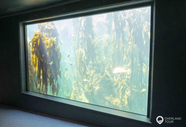 Das Two Oceans Aquarium in Kapstadt an der V&A Waterfront