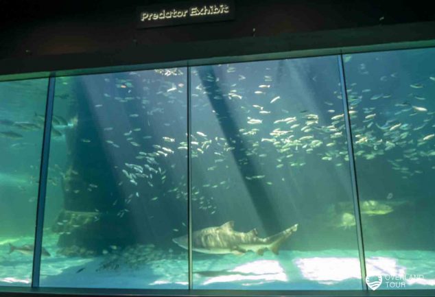 Das Two Oceans Aquarium in Kapstadt an der V&A Waterfront