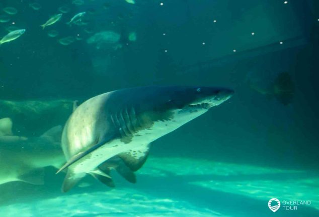 Das Two Oceans Aquarium in Kapstadt an der V&A Waterfront