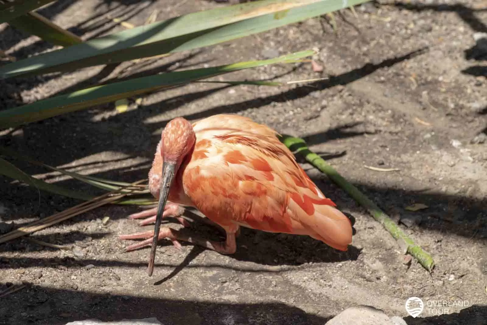 World of Birds - Das Vogelparadies in Hout Bay World of Birds - Das Vogelparadies in Hout Bay