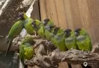 World of Birds - Das Vogelparadies in Hout Bay