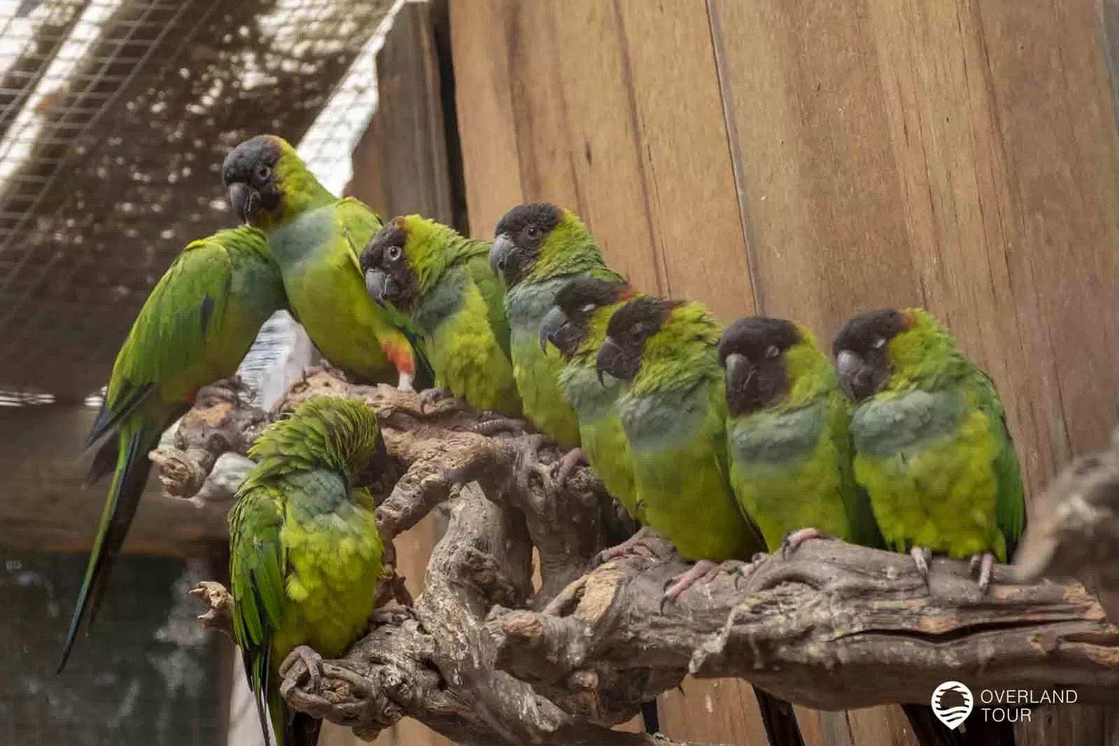 World of Birds - Das Vogelparadies in Hout Bay