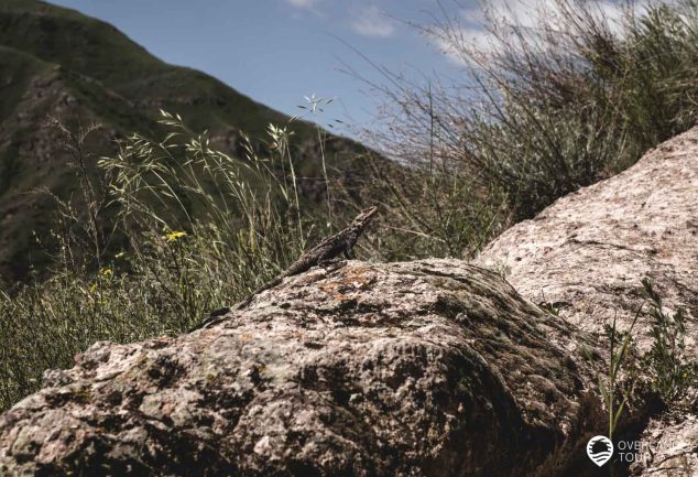 Die Höhlenstadt Wardsia – Die aus einem Berg heraus gemeißelt wurde