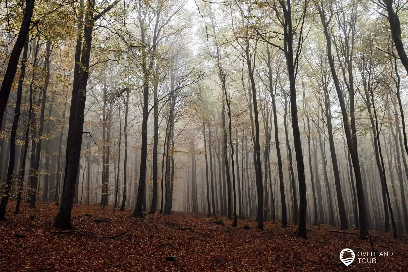 Saar-Hunsrück-Steig 10. Etappe: Börfink-Erbeskopf-Morbach Mystisch ist der Nebel im Herbst! Wandern auf dem Saar-Hunsrück-Steig