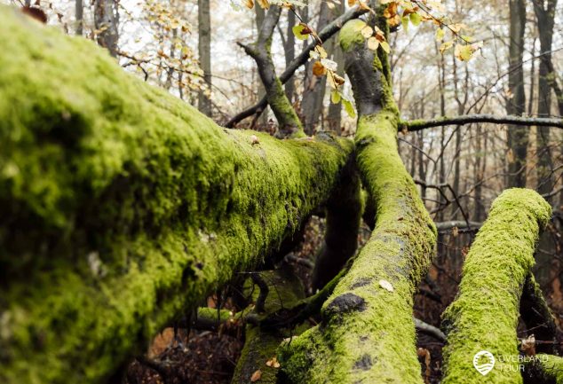 Saar-Hunsrück-Steig 10. Etappe: Börfink-Erbeskopf-Morbach