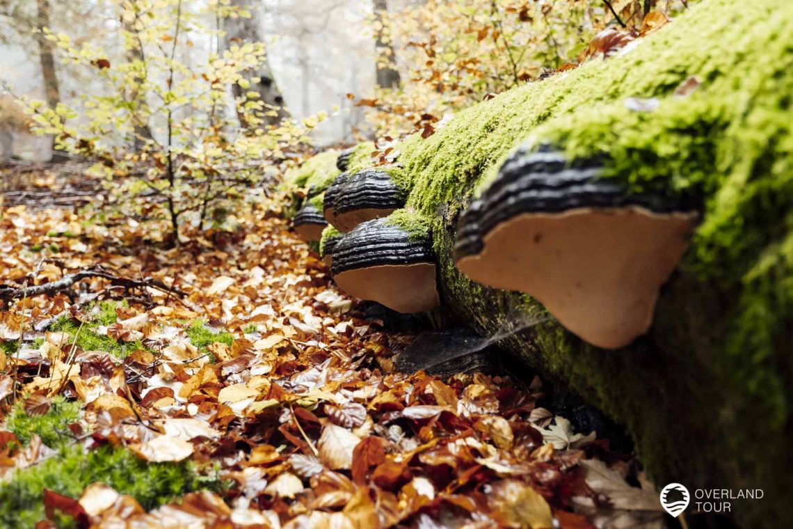 Wie sich der Wald verändert, wenn er zu einem Nationalpark wird. Die Moose und Pilze sind doch unglaublich