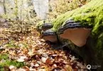 Wie sich der Wald verändert, wenn er zu einem Nationalpark wird. Die Moose und Pilze sind doch unglaublich