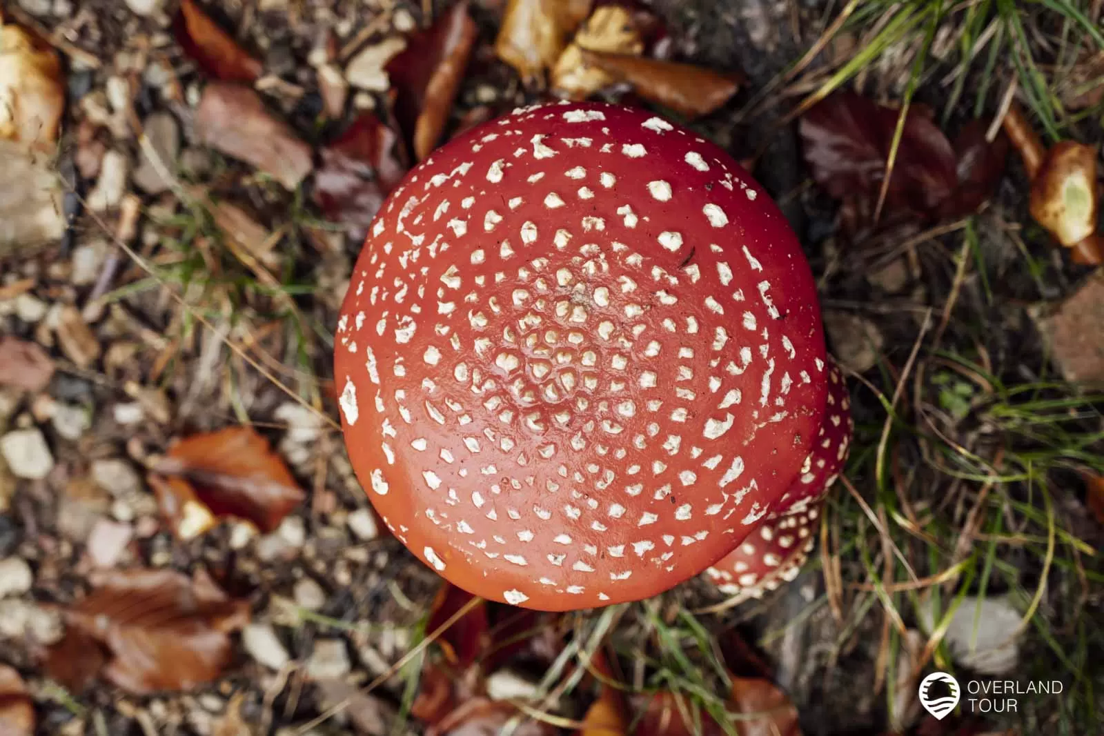 Saar-Hunsrück-Steig 10. Etappe: Börfink-Erbeskopf-Morbach Was für ein Fliegenpilz - Das findest du nur beim Herbst-Wandern