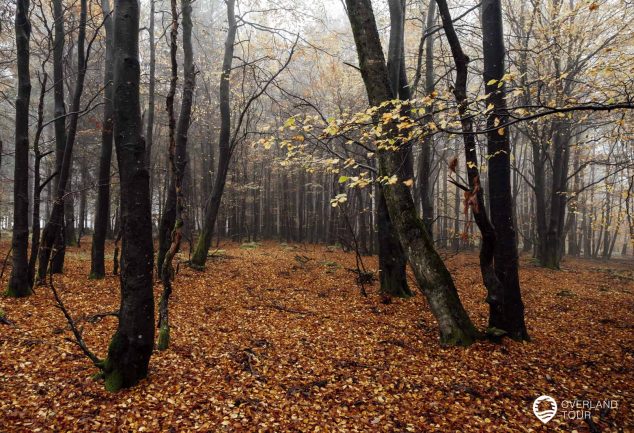 Saar-Hunsrück-Steig 10. Etappe: Börfink-Erbeskopf-Morbach