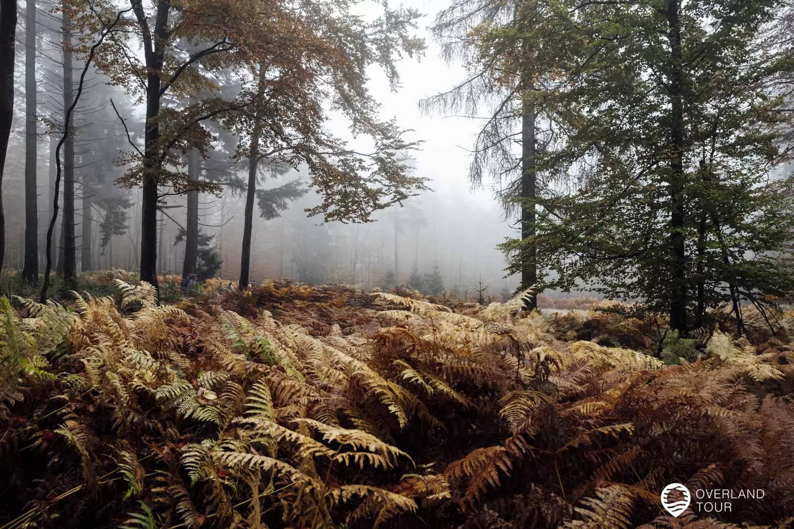 Saar-Hunsrück-Steig 10. Etappe: Börfink-Erbeskopf-Morbach Herbst-Wandern auf dem Saar-Hunsrück-Steig