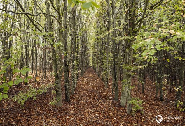 Saar-Hunsrück-Steig 10. Etappe: Börfink-Erbeskopf-Morbach