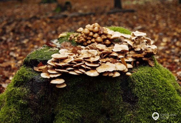 Saar-Hunsrück-Steig 10. Etappe: Börfink-Erbeskopf-Morbach