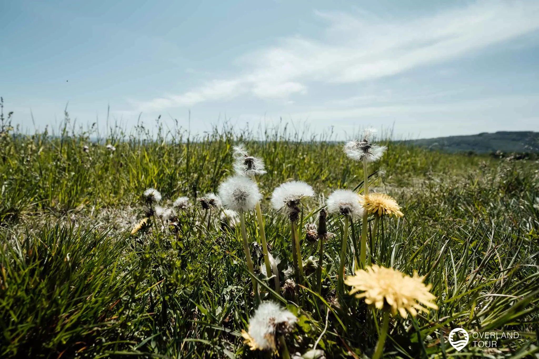 Rheinburgenweg - Traumschleife Rheingold Hinter dem Aussichtspunkt Niederwald öffnet sich eine wunderbare Wiesenlandschaft
