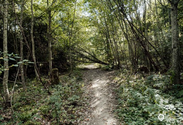 DonauWelle Donauversinkung – Wandern im Donaubergland