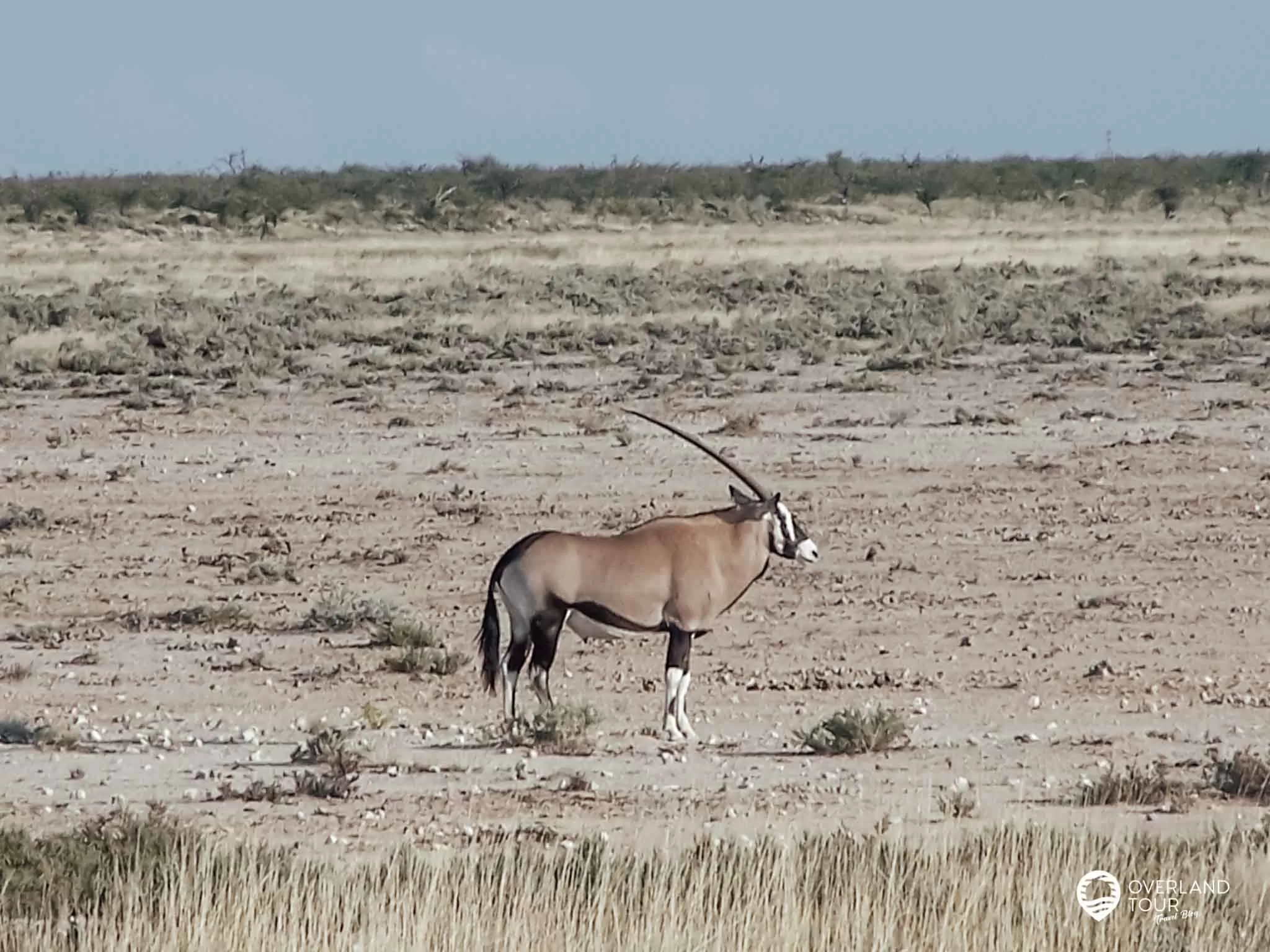 Camping Safari Südafrika: Tour Kapstadt – Victoria Falls Auf der Fahrt durch den Etosha Nationalpark