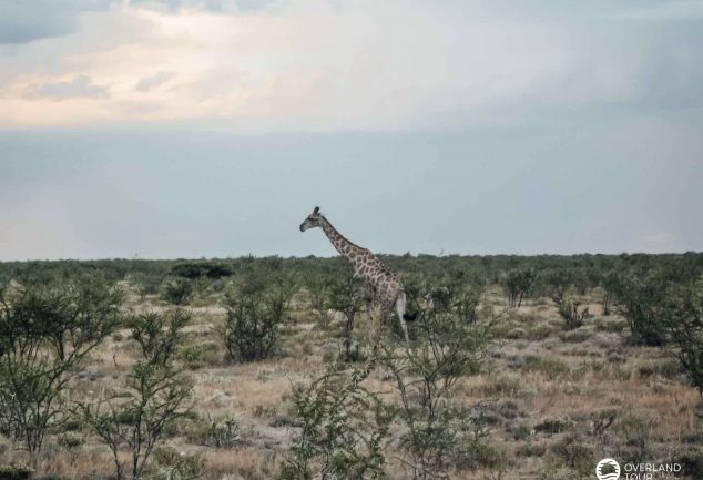 Camping Safari Südafrika: Tour Kapstadt – Victoria Falls