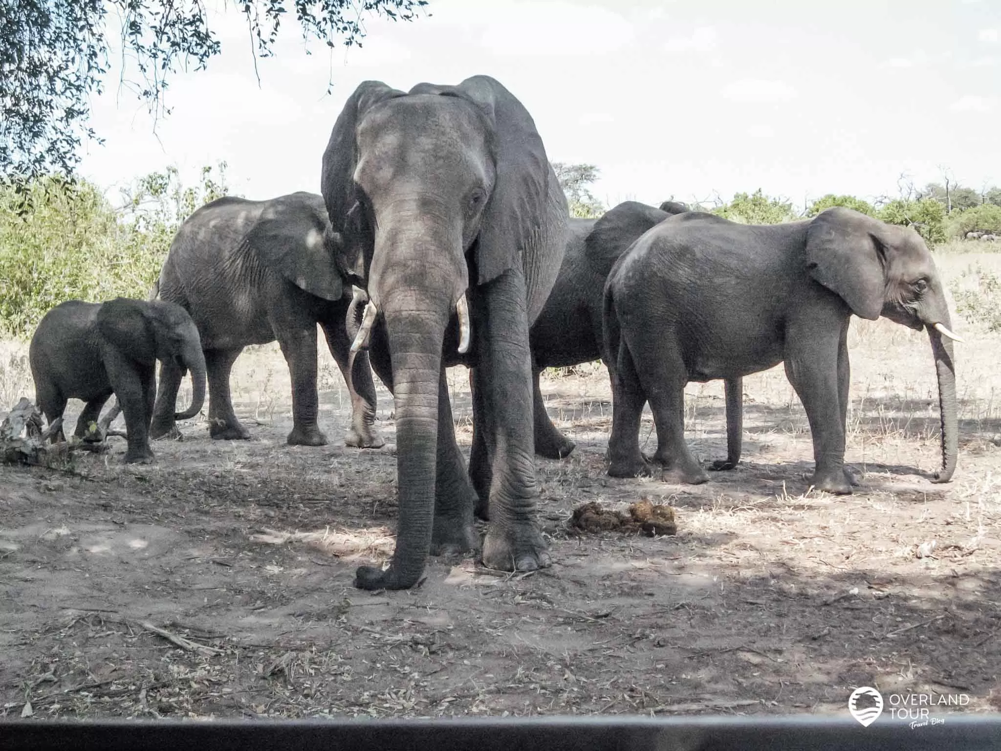 Camping Safari Südafrika: Tour Kapstadt – Victoria Falls Gamedrive im Chobe Nationalpark