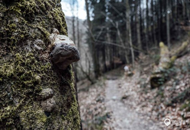 Traumschleife Baybachklamm Wanderung – Eine Klamm im Hunsrück