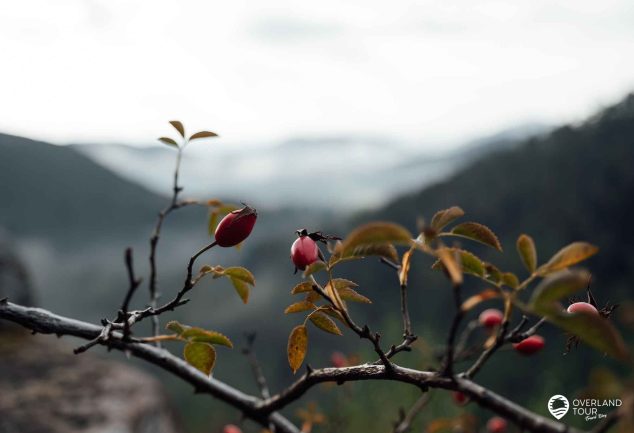 Im Pfälzer Wald wandern – Der Pfälzer Waldpfad – Etappe 8