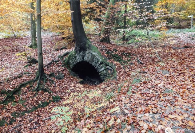 Traumschleife Marienberg - Wandern ab Boppard