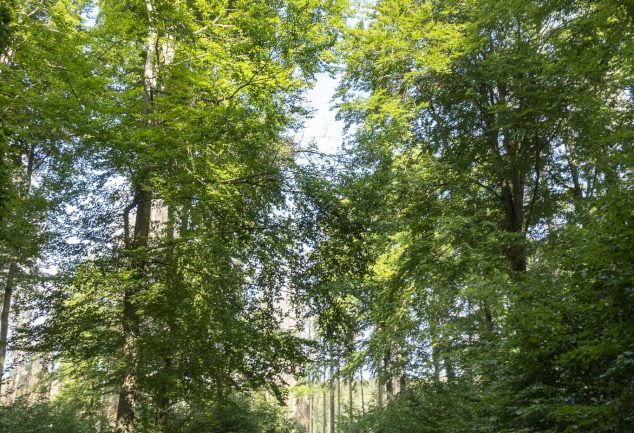 Die Traumschleife Börfinker Ochsentour im Herzen des Nationalpark Hunsrück-Hochwald