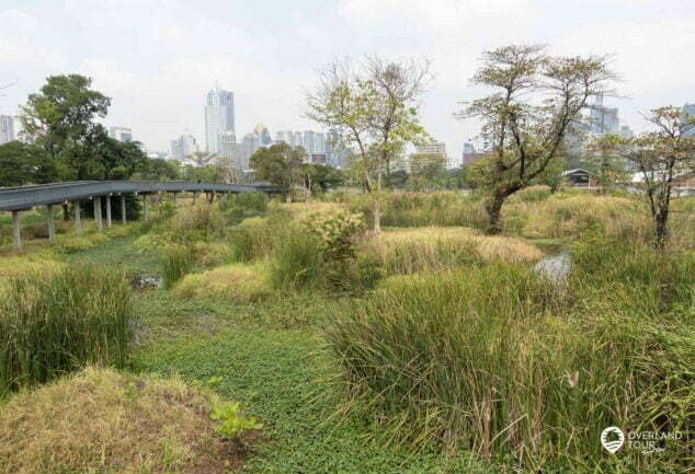 Entdecke die Oasen mitten in Bangkok: Green Mile - Benjakitti & Lumphini Park