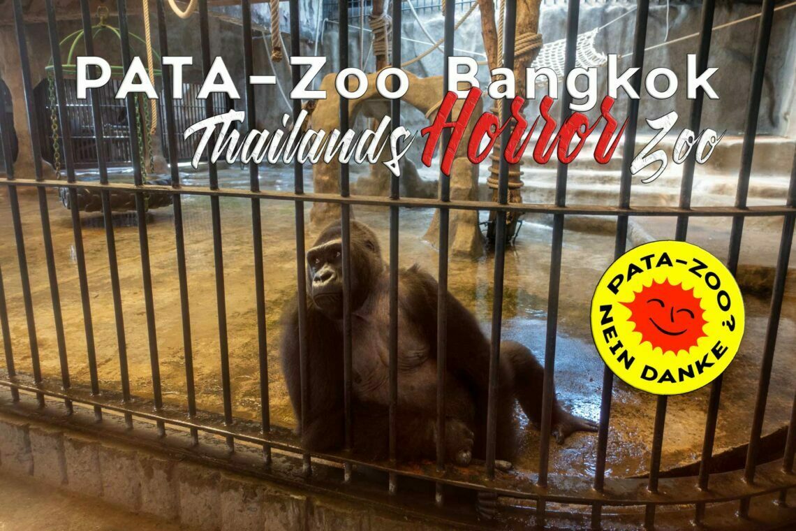 Der Pata Zoo ist der Horror & Tierquäler Zoo von Bangkok und einer der schlimmsten Zoos der Welt. Seit 36 sitzt das Gorilla-Weibchen mit dem Namen Bua Noi (บวั นอ้ ย = kleiner Lotus) in ihrem Gefängnis, dem Pata-Zoo