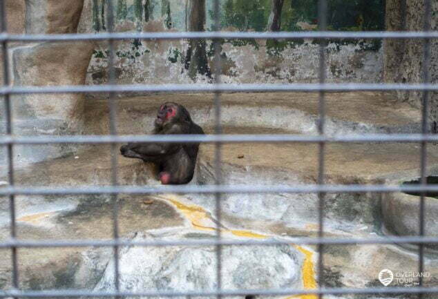 Pata Zoo ist der Horror & Tierquäler Zoo von Bangkok und einer der schlimmsten Zoos der Welt