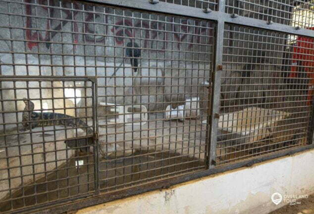 Pata Zoo ist der Horror & Tierquäler Zoo von Bangkok und einer der schlimmsten Zoos der Welt