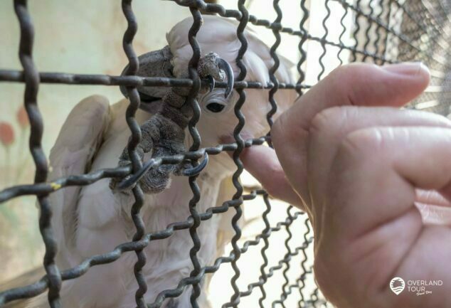 Pata Zoo ist der Horror & Tierquäler Zoo von Bangkok und einer der schlimmsten Zoos der Welt